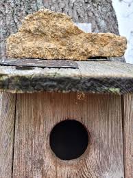 Attēlu rezultāti vaicājumam “Sturnus vulgaris nest”