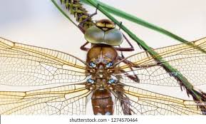 Attēlu rezultāti vaicājumam “Aeshna grandis”