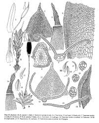 Attēlu rezultāti vaicājumam “Barbula convoluta sporophyte”