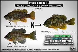 Image result for Lepomis cyanellus