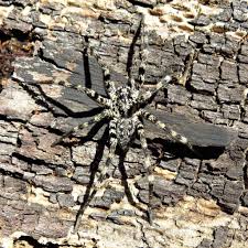 Attēlu rezultāti vaicājumam “Miturgidae”