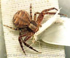 Image result for crab spider