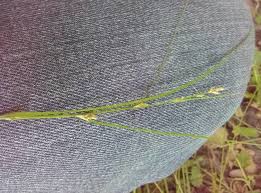 Attēlu rezultāti vaicājumam “Carex remota leaf”