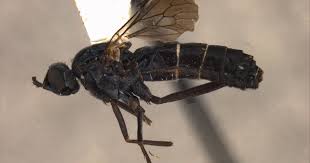 Attēlu rezultāti vaicājumam “Therevidae larva”