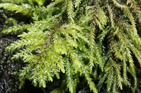 Attēlu rezultāti vaicājumam “Thamnobryum alopecurum”