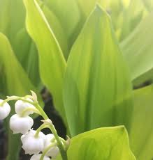 Attēlu rezultāti vaicājumam “Convallaria majalis bud”