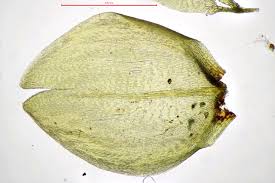 Attēlu rezultāti vaicājumam “Calliergon trifarium”