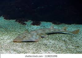 Image result for Rhinobatos rhinobatos