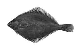 Image result for Glyptocephalus cynoglossus