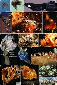 Attēlu rezultāti vaicājumam “Balanus improvisus”