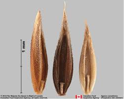 Attēlu rezultāti vaicājumam “Cynosurus cristatus fruit”