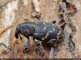 Attēlu rezultāti vaicājumam “Licea testudinacea macro”