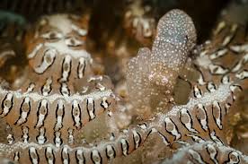 Attēlu rezultāti vaicājumam “Pantilius tunicatus imago”