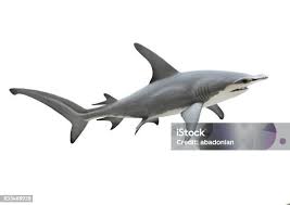 Image result for Sphyrna mokarran