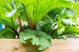 Attēlu rezultāti vaicājumam “Rheum rhabarbarum leaf”