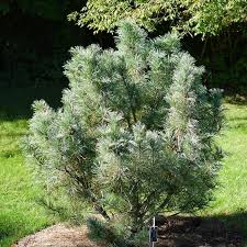 Attēlu rezultāti vaicājumam “Pinus pumila”