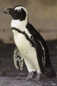 Image result for penguin