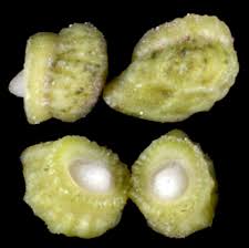 Attēlu rezultāti vaicājumam “Anchusa arvensis”