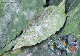 Attēlu rezultāti vaicājumam “Erysiphe galeopsidis”