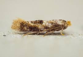 Attēlu rezultāti vaicājumam “Bucculatrix rhamniella”