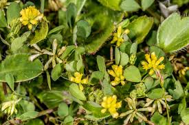 Attēlu rezultāti vaicājumam “Trifolium dubium”