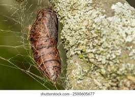 Attēlu rezultāti vaicājumam “Lymantria monacha pupa”