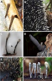 Attēlu rezultāti vaicājumam “Xylaria polymorpha”