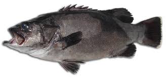 Image result for Polyprion americanus