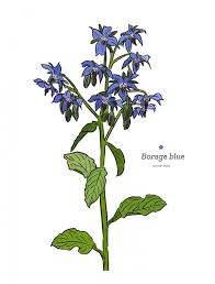 Attēlu rezultāti vaicājumam “Borago officinalis bud”