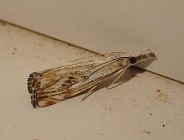 Attēlu rezultāti vaicājumam “Catoptria fulgidella”