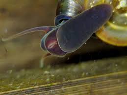 Attēlu rezultāti vaicājumam “Planorbis planorbis”