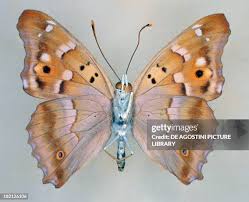 Attēlu rezultāti vaicājumam “Apatura ilia underside”