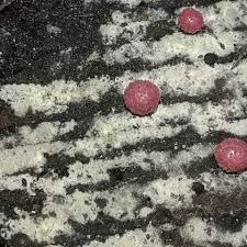 Attēlu rezultāti vaicājumam “Lycogala roseosporum”