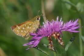 Attēlu rezultāti vaicājumam “Hesperia comma underside”