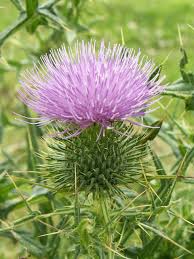 Attēlu rezultāti vaicājumam “Cirsium vulgare flower”