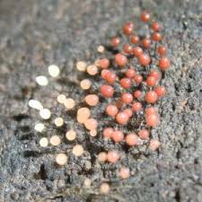 Attēlu rezultāti vaicājumam “Comatricha alta”