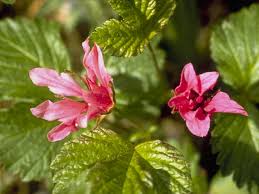 Attēlu rezultāti vaicājumam “Rubus arcticus”
