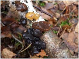 Attēlu rezultāti vaicājumam “Exidia repanda”