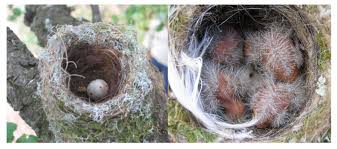 Attēlu rezultāti vaicājumam “Fringilla coelebs nest”