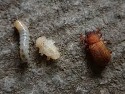 Attēlu rezultāti vaicājumam “Bolitophagus reticulatus imago”