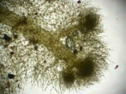 Attēlu rezultāti vaicājumam “Trichocolea tomentella”