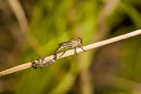 Attēlu rezultāti vaicājumam “Asilus crabroniformis”