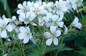 Attēlu rezultāti vaicājumam “Geranium sylvaticum”