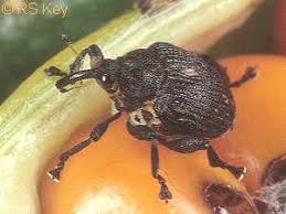 Attēlu rezultāti vaicājumam “Mononychus punctumalbum”