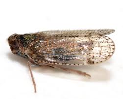 Attēlu rezultāti vaicājumam “Cixiidae”