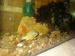 Image result for Lutjanus alexandrei