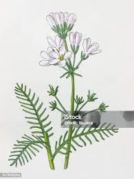 Attēlu rezultāti vaicājumam “Hottonia palustris flower”