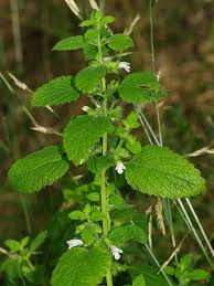 Image result for Melissa officinalis