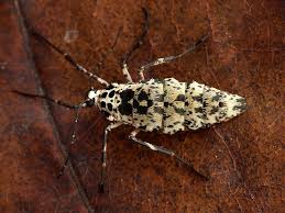 Attēlu rezultāti vaicājumam “Erannis defoliaria”