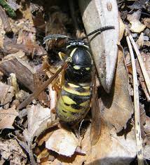 Attēlu rezultāti vaicājumam “Vespula rufa”